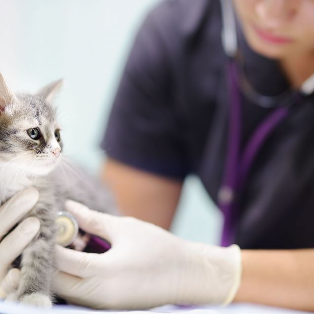 Los animales deben ir a veterinano antes de viajar en avión (bigstock)