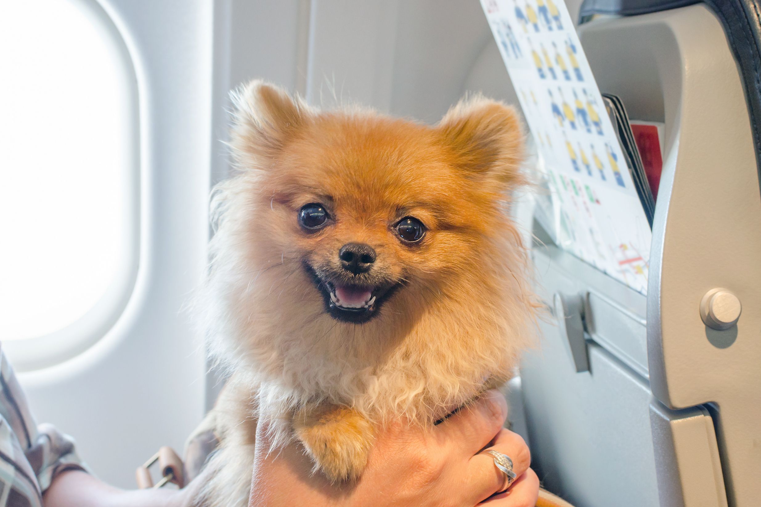 ¿Tienes pensado viajar en avión con tu perro? (bigstock)
