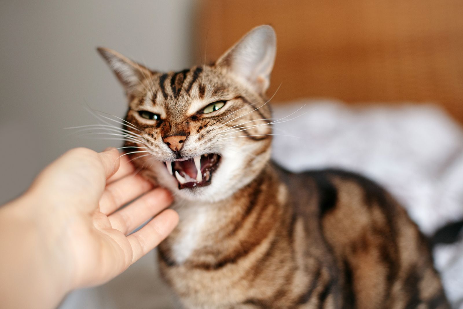 Pautas para que un gato sea más sociable con las visitas