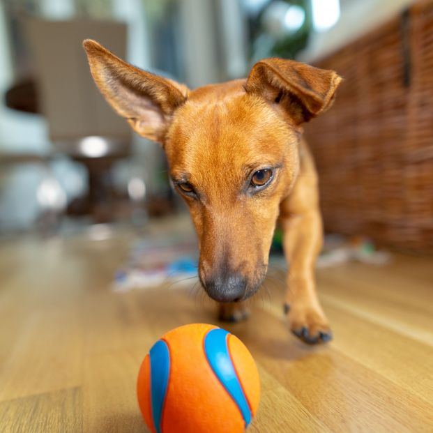 Después de un viaje largo, juega con tu perro (bigstock)