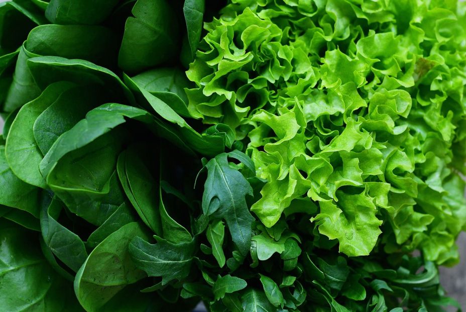 Verduras de hoja verde