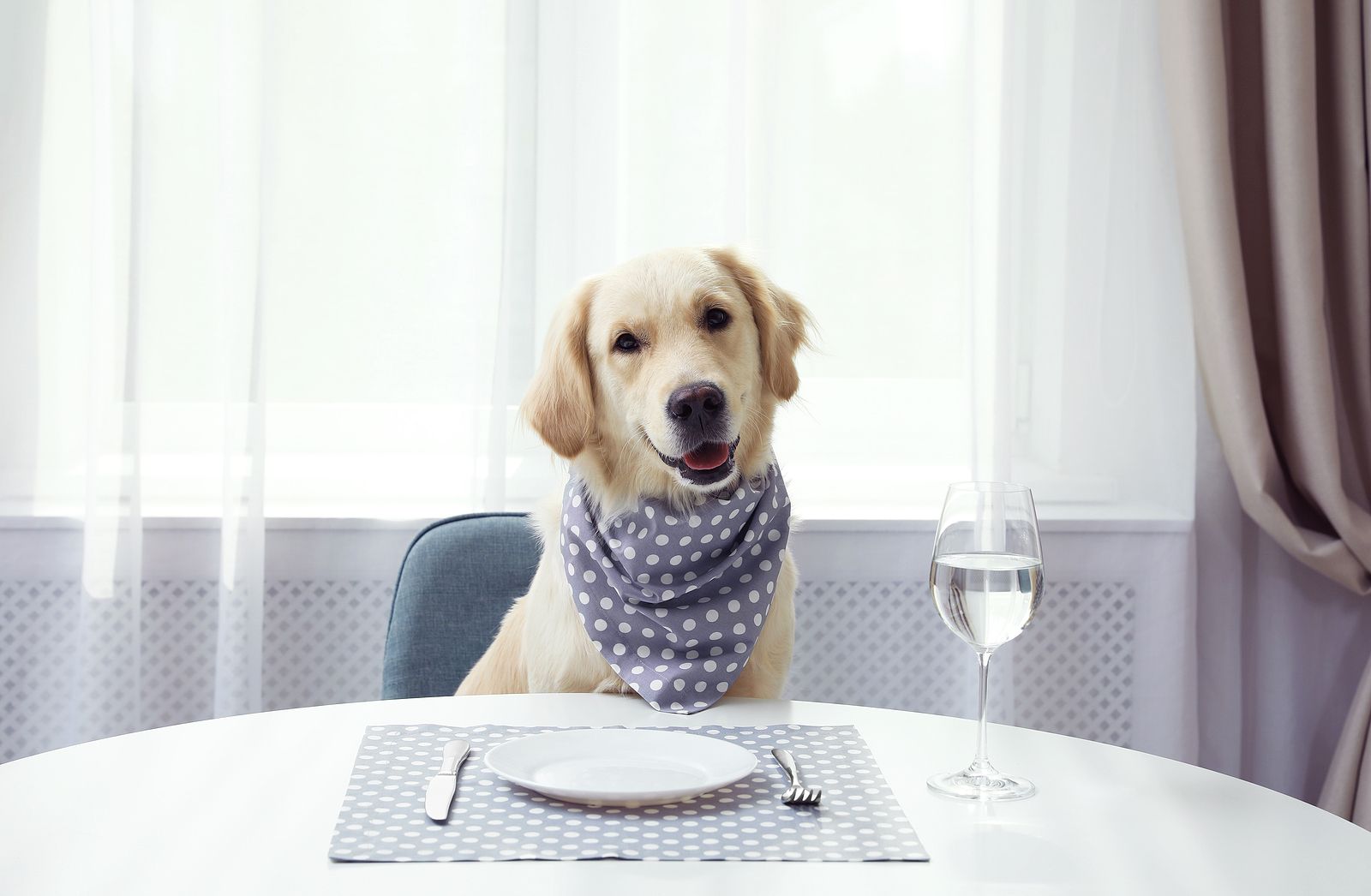 ¿Por qué los perros no deben comer lo mismo que nosotros?