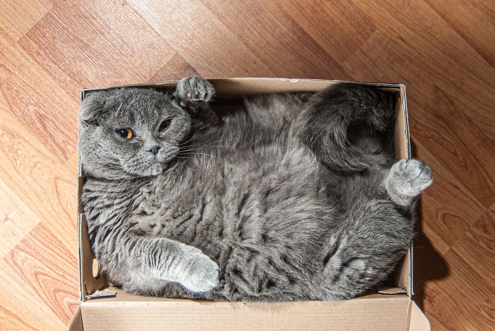 ¿Por qué tu gato prefiere una caja de cartón a su propia cama?