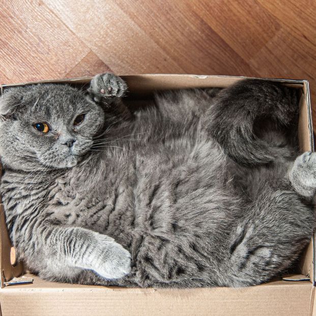 ¿Por qué tu gato prefiere una caja de cartón a su propia cama? ¿Por qué tu gato prefiere una caja de cartón a su propia cama?