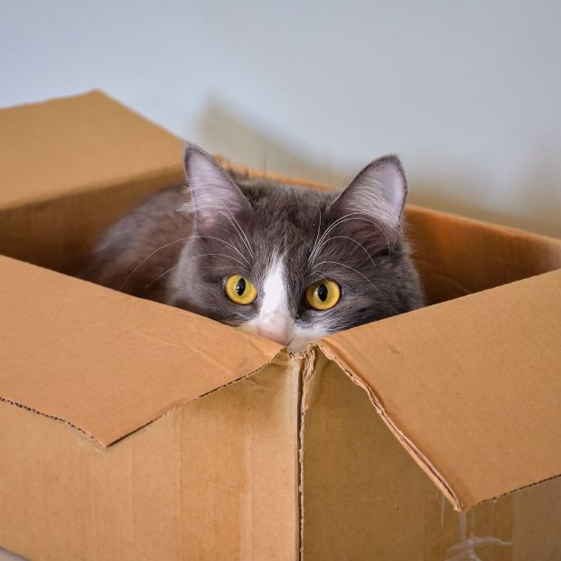 bigstock Cat Sitting In A Box Cat Port 384612485