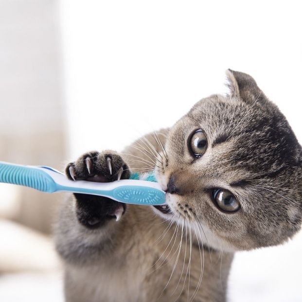 bigstock British Kitten And A Toothbrus 379539664