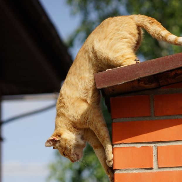 bigstock Ginger Cat Is Ready To Jump Fr 367232470