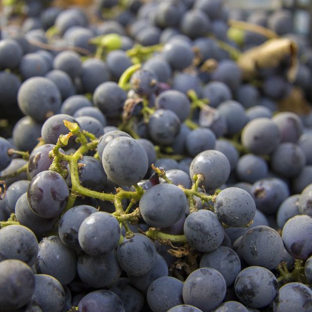 Resveratrol en las uvas