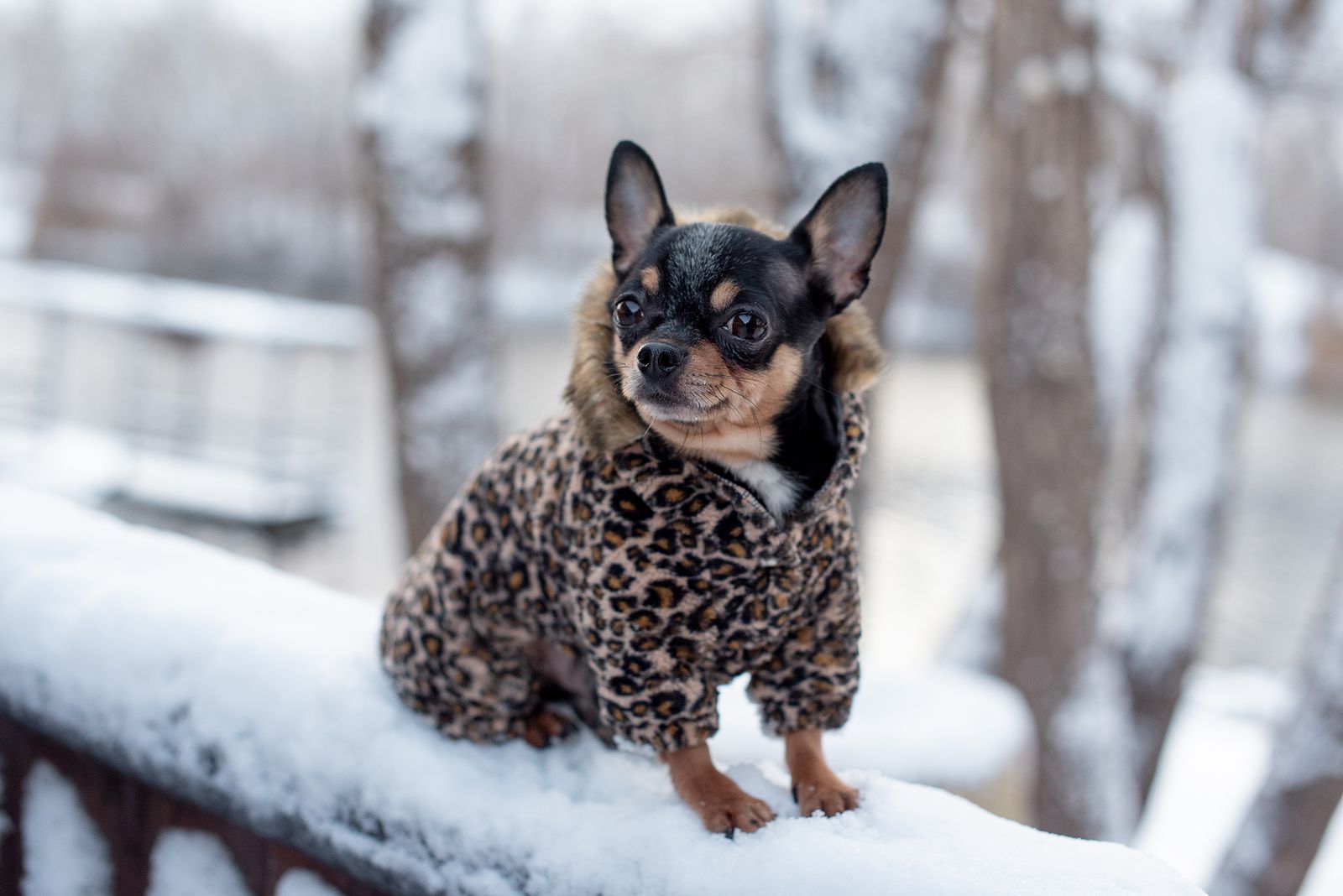 ¿Debo abrigar a mi perro si hace frío?