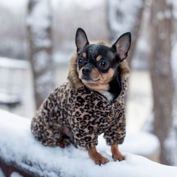 Frío? Consejos para elegir la ropa de abrigo para tu perro en este invierno  - El Sol de Puebla