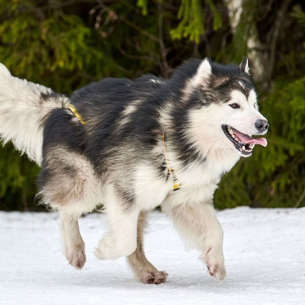 bigstock Running Malamute Dog On Sled D 374719186