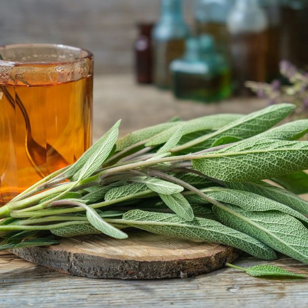 Plantas medicinales para el resfriado: salvia