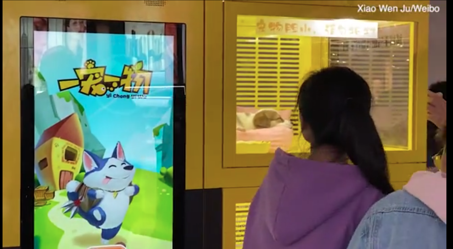 La macabra máquina expendedora de cachorros de gatos y perros en un centro comercial