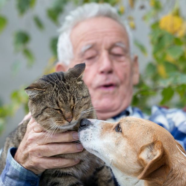 Ni perros ni gatos transmiten el coronavirus, pero aseguremos su higiene 