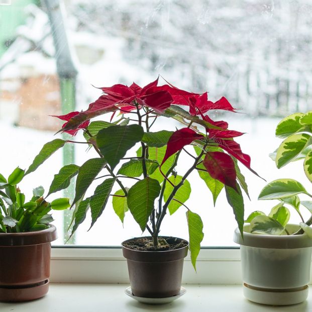 bigstock Indoor Flowers On A Windowsill 345588202