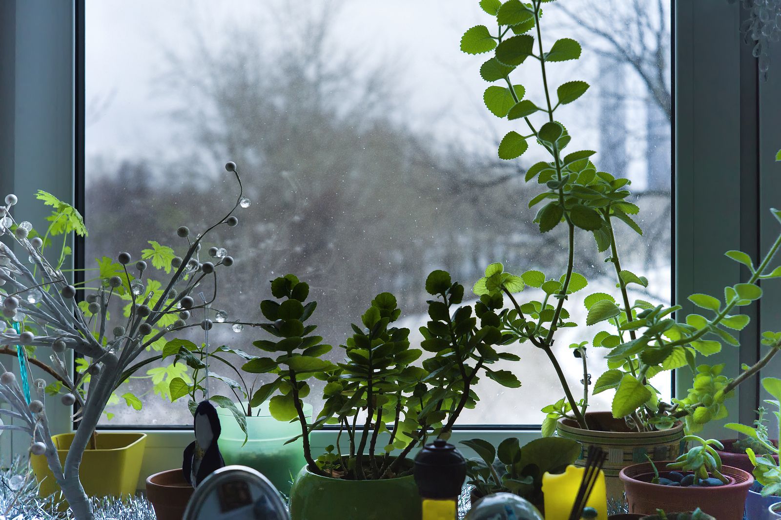 Cuidados necesarios de las plantas de interior para que superen el invierno