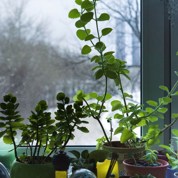 Las mejores plantas para purificar el aire de casa