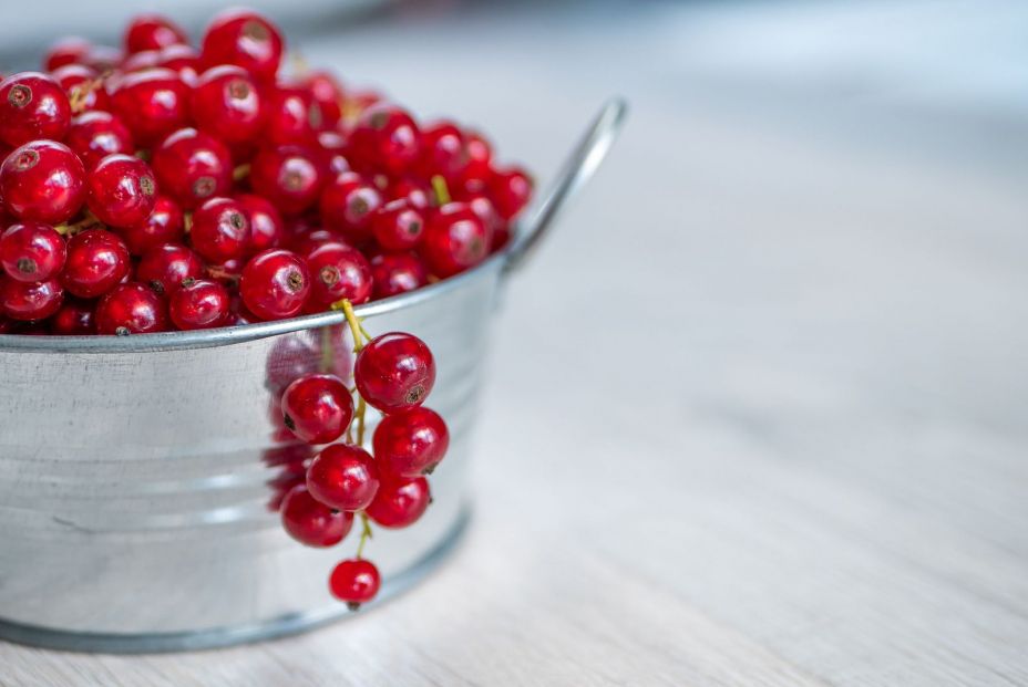 Frutas silvestres que te ayudan a mejorar la salud