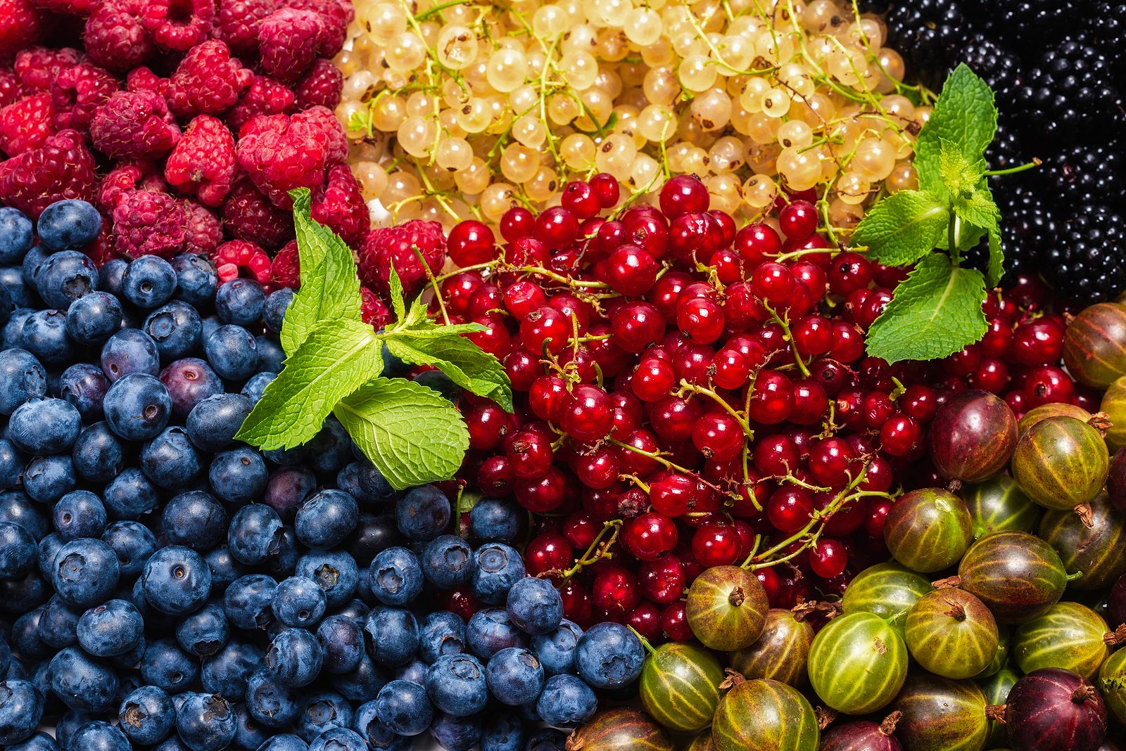 Frutas silvestres que te ayudan a mejorar la salud