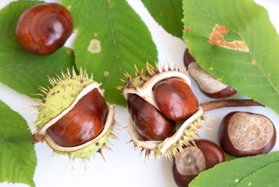 bigstock Chestnuts Seeds Chestnut Leav 324282877