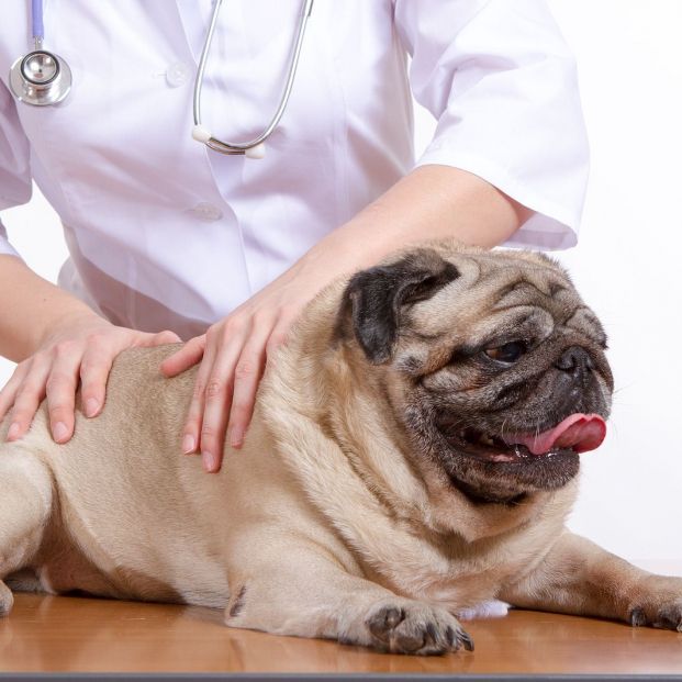 bigstock Pug Is A Dog The Veterinarian 128838887