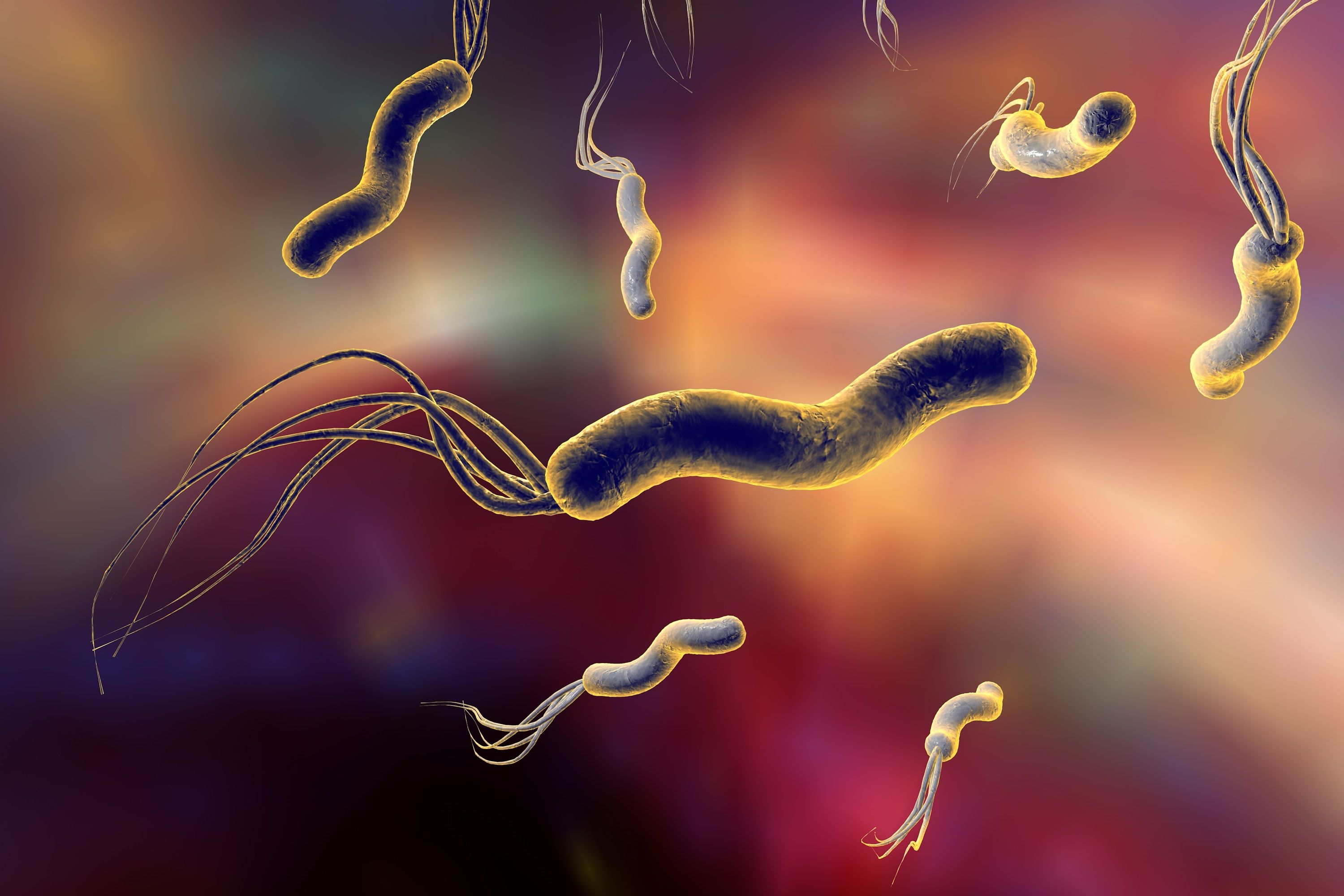 La bacteria Helicobacter pylori (bigstock)