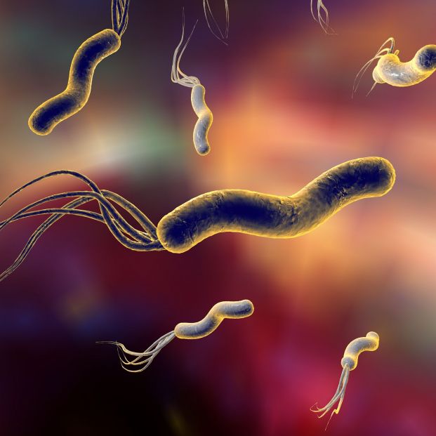 La bacteria Helicobacter pylori (bigstock)