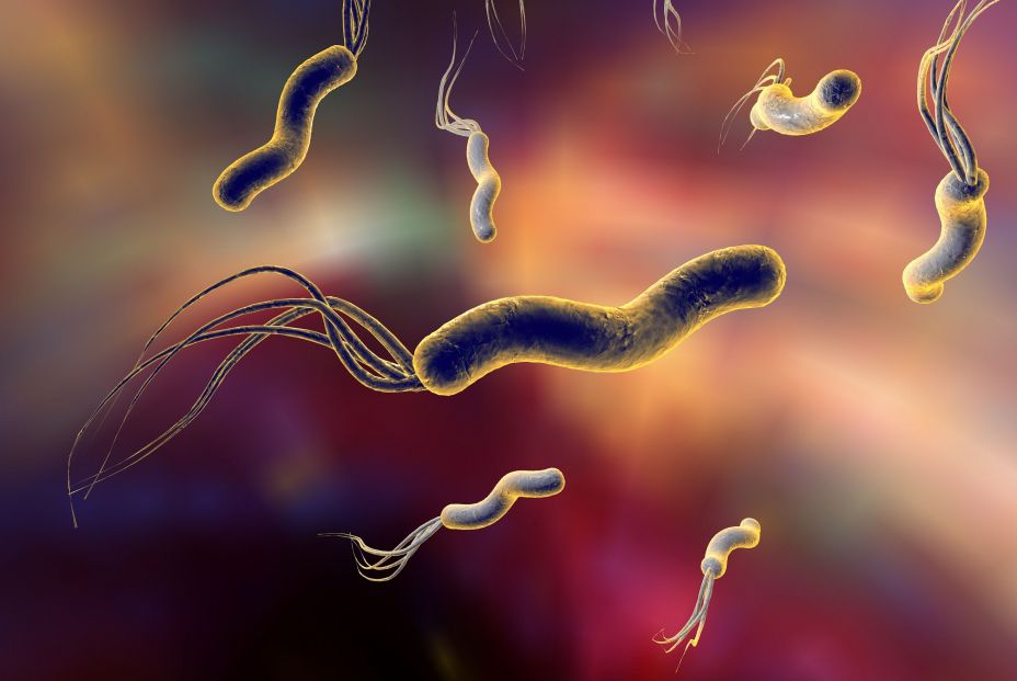 La bacteria Helicobacter pylori (bigstock)