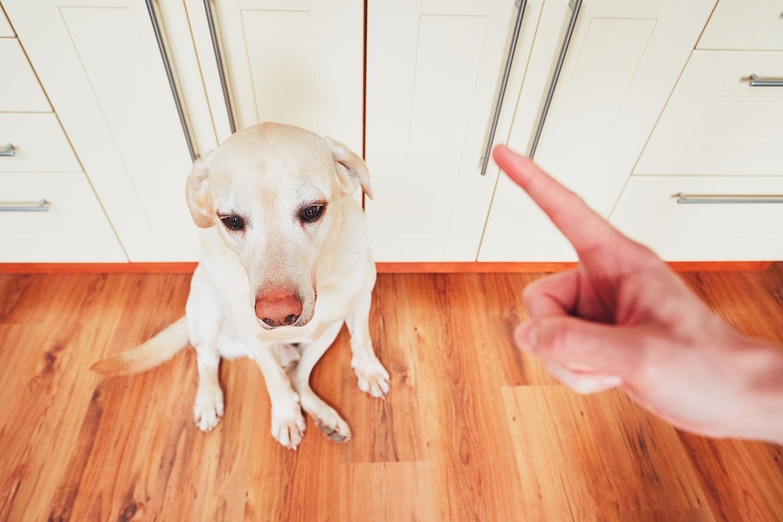Cuatro errores que cometemos cuando regañamos a nuestro perro