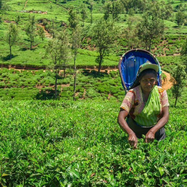 Mujer recogiendo té en una plantación en Sri Lanka (bigstock)