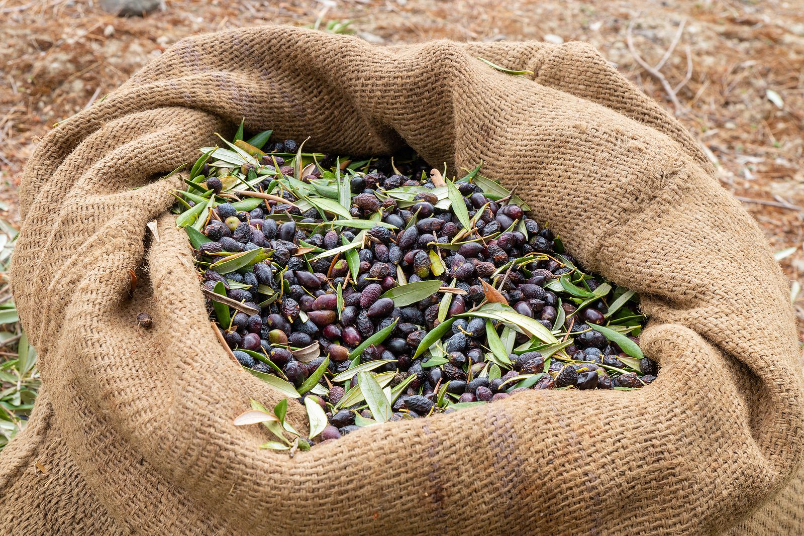 Cómo hacer aceitunas caseras