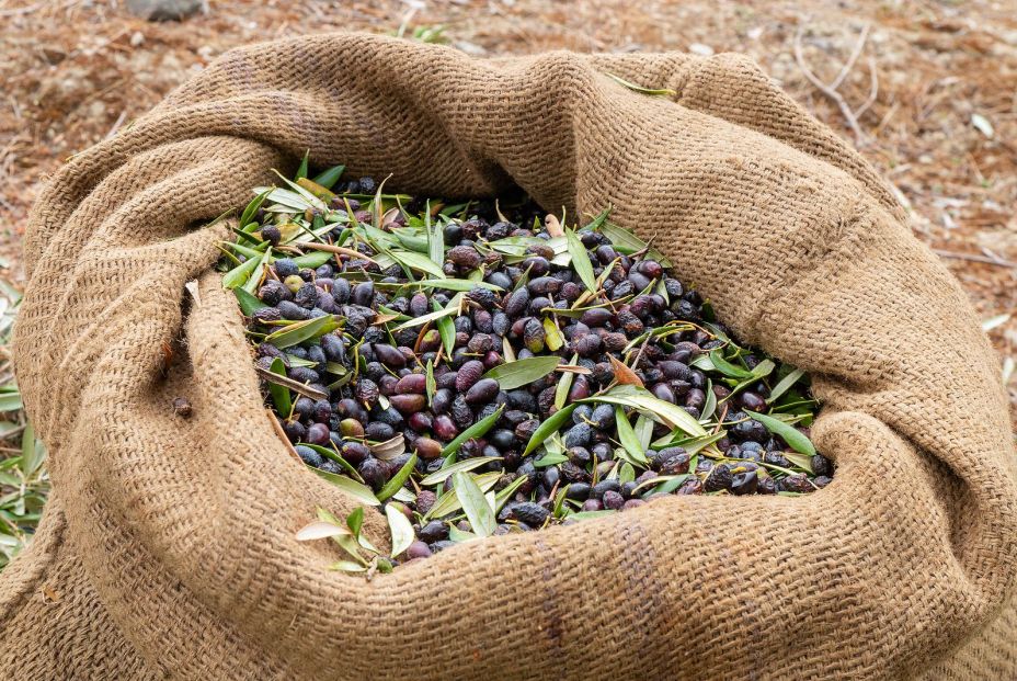 Cómo hacer aceitunas caseras