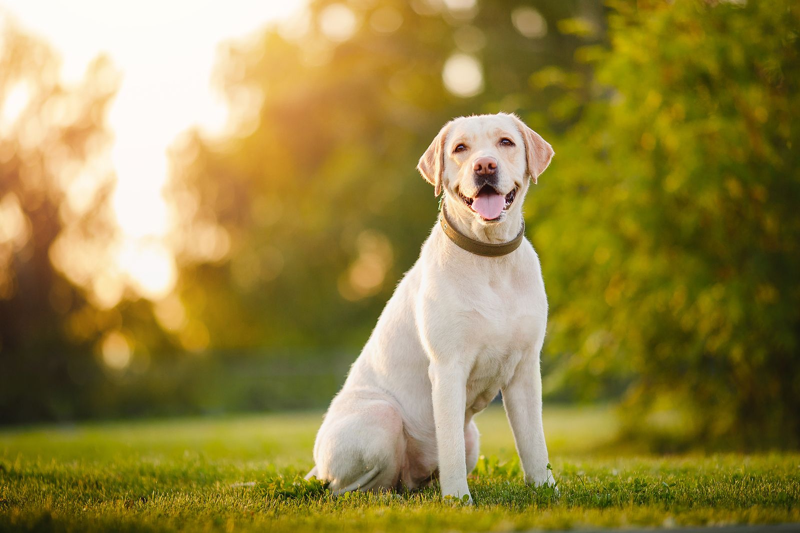 ¿Se puede tener un perro en un piso? Estas son las razas que mejor se adaptan. Foto: Bigstock