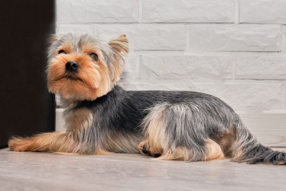 bigstock The Yorkshire Terrier Is Lying 379404673