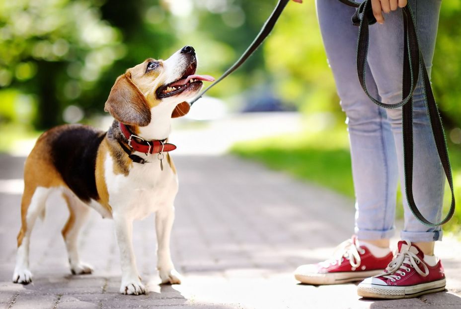 bigstock Young Woman Walking With Beagl 360266332