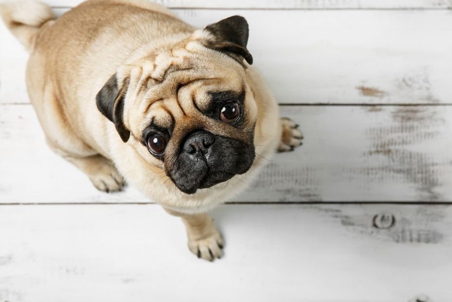 bigstock Cute Biege Pug Dog Is Sitting  370774405