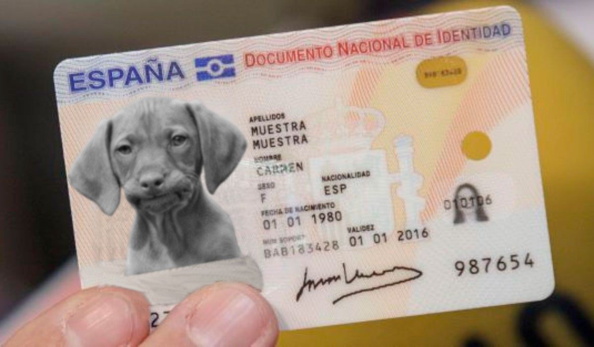 Así es el DNI para animales de compañía que el Gobierno hará obligatorio