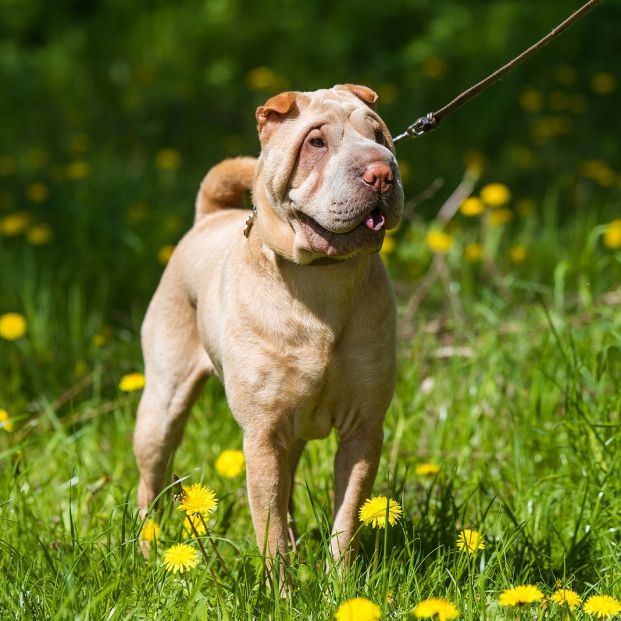 shar pei