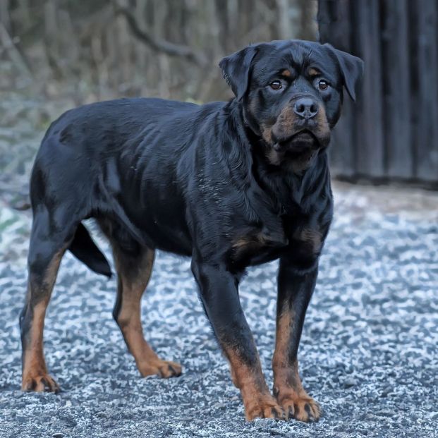 Rottweiler