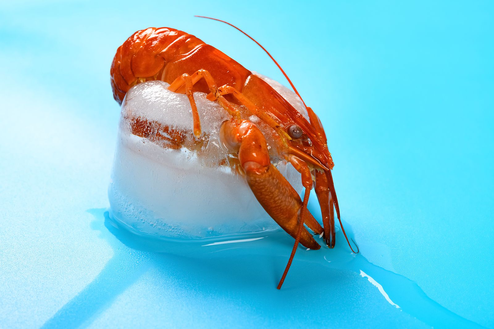 Trucos de cocina: cómo debemos descongelar el marisco Foto: Bigstock