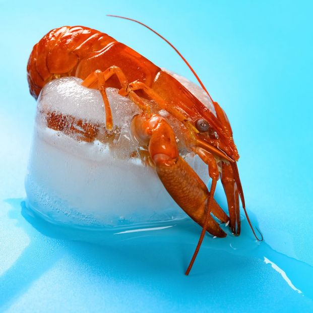 Trucos de cocina: cómo debemos descongelar el marisco Foto: Bigstock