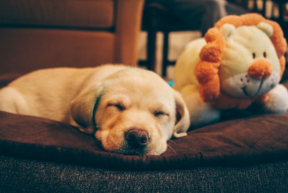 Cachorros de labrador