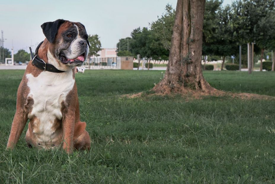 bigstock Boxer Dog Sitting In Park On G 385407074