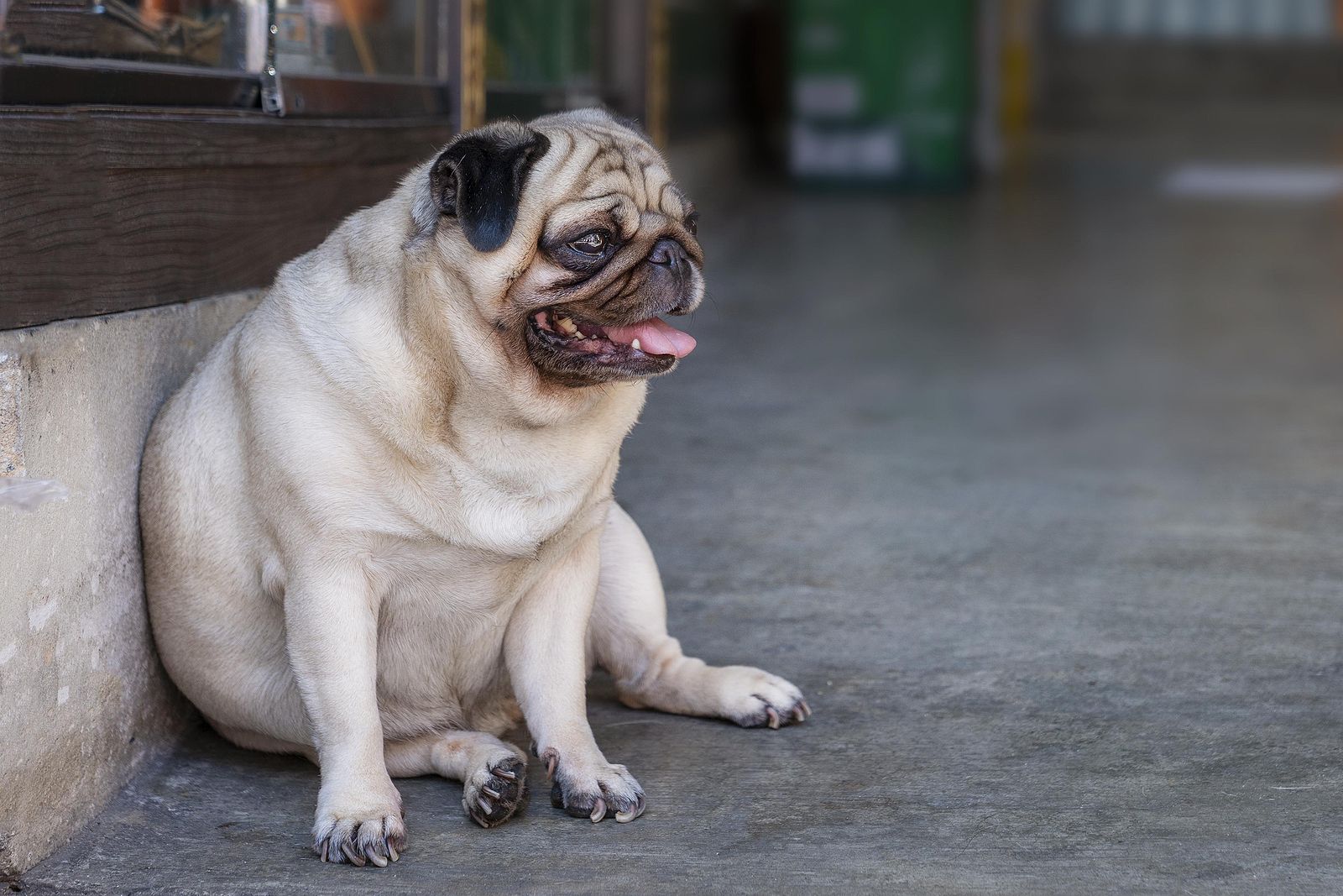 ¿Por qué mi perro parece que se ahoga?