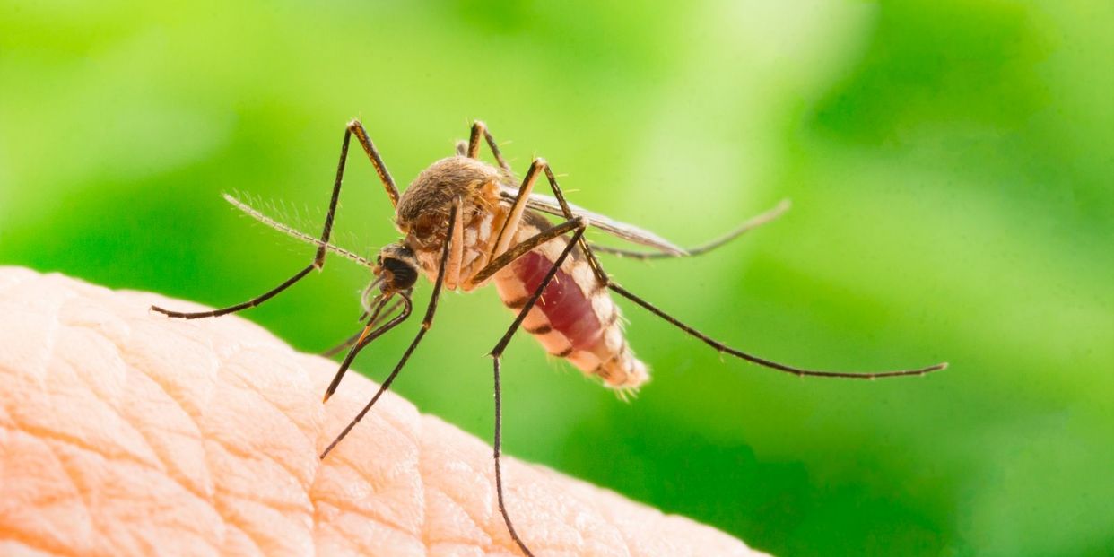 ¡Alerta mosquito! La app de participación ciudadana que los vigila en tiempo real (Foto-Bigstock)
