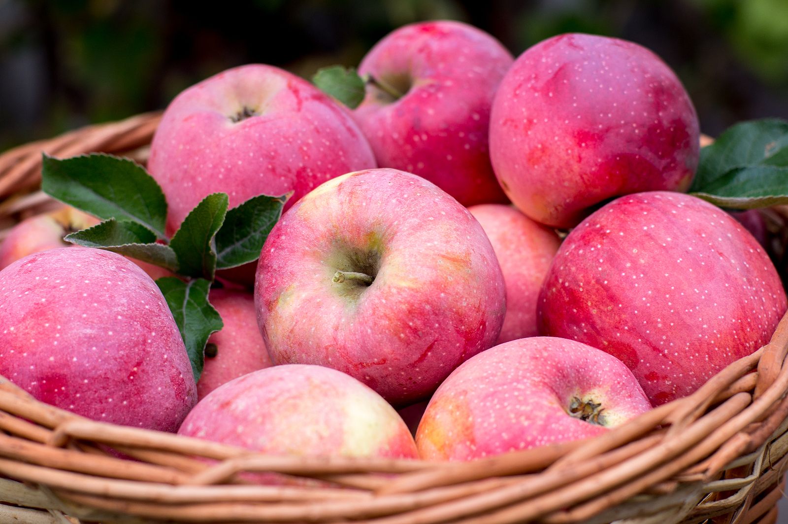 Existen más de 7.500 tipos de manzanas y algunas llevan el nombre de su ‘descubridor’
