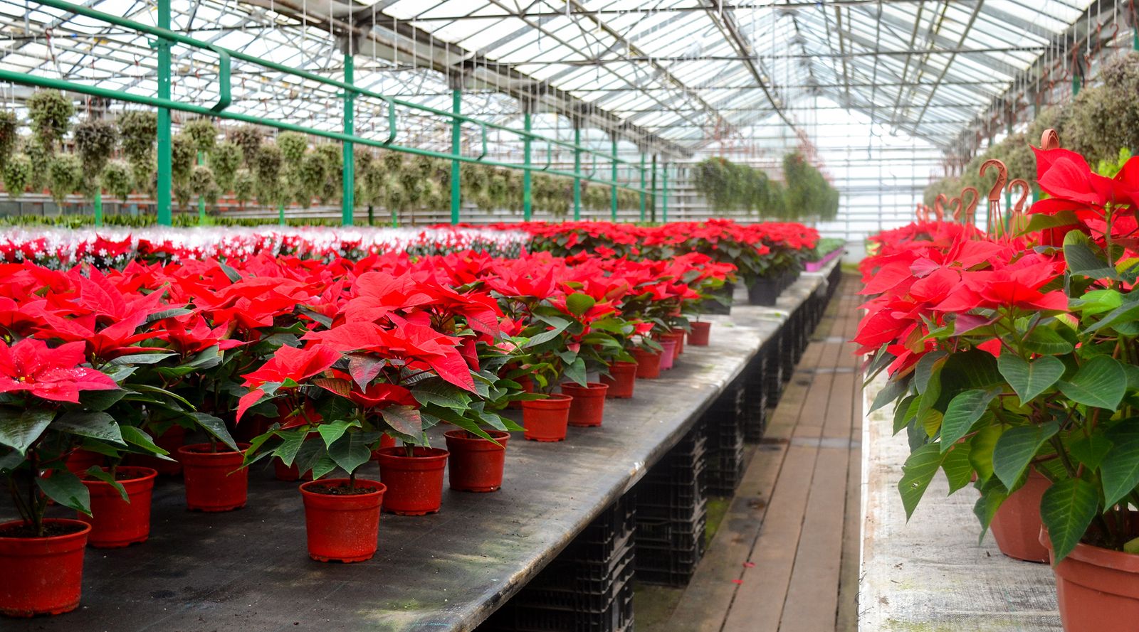 Consejos a la hora de comprar una poinsettia o Flor de Pascua