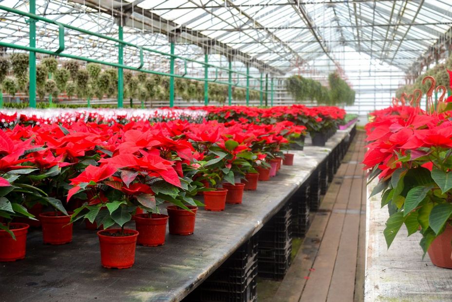 Consejos a la hora de comprar una poinsettia o Flor de Pascua