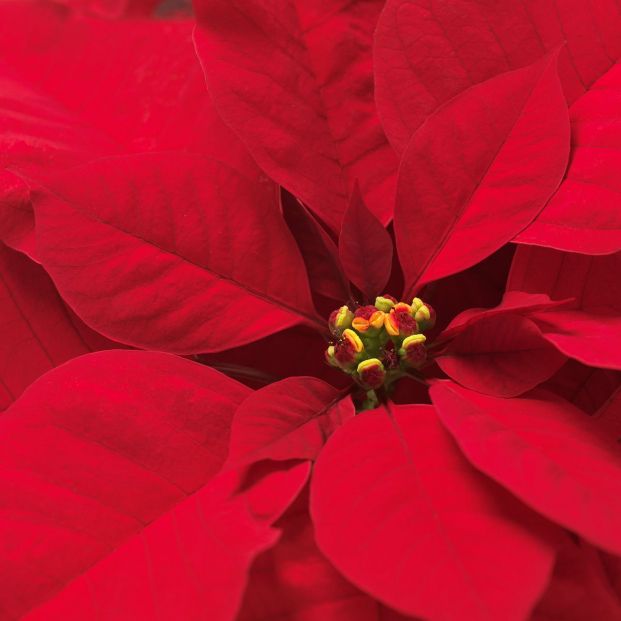 Consejos a la hora de comprar una poinsettia o Flor de Pascua