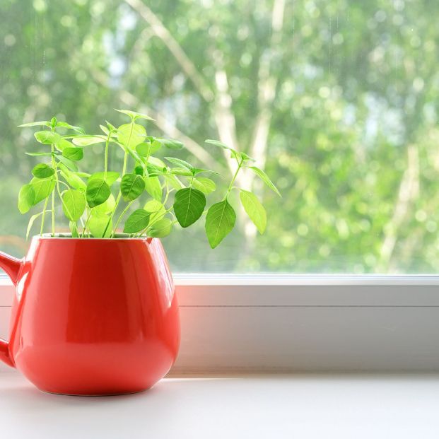 bigstock Fresh Green Basil Grows In A R 374646361